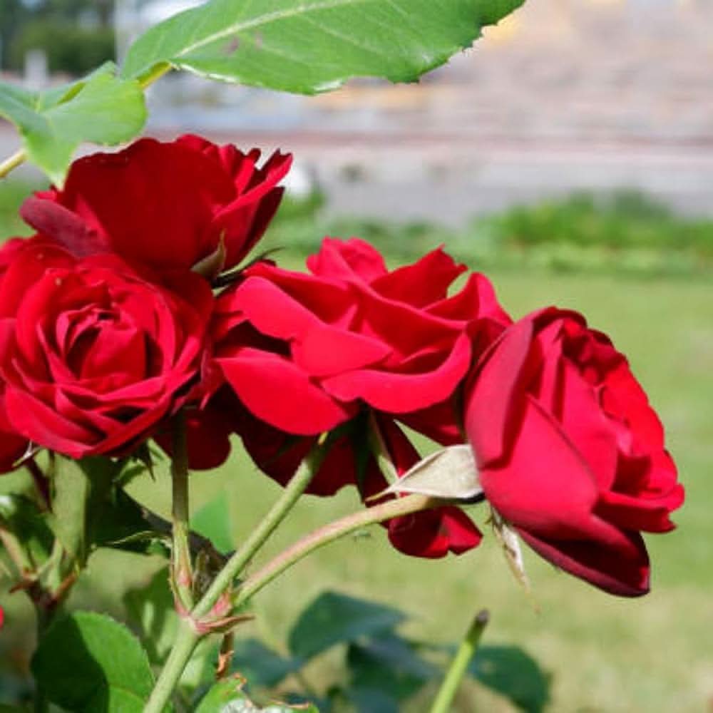 Rose Red Perennial Flowering Seeds For Planting