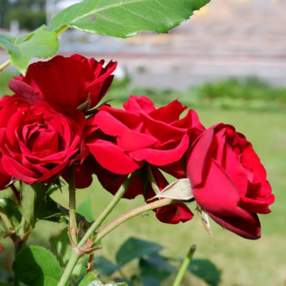Rosa rose tree seeds for garden and balcony plants