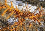 Yellow Sea Buckthorn Fruit Heirloom Non Gmo Image