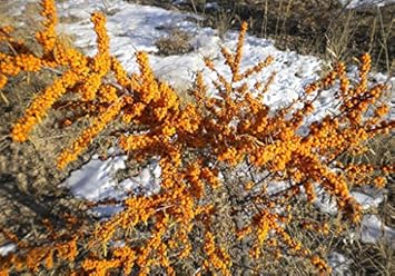 Yellow Sea Buckthorn Fruit Heirloom Non Gmo Image