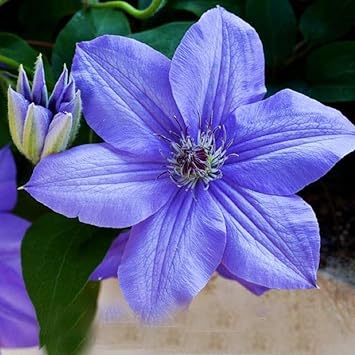Sky (Sky scientific name) for planting in garden