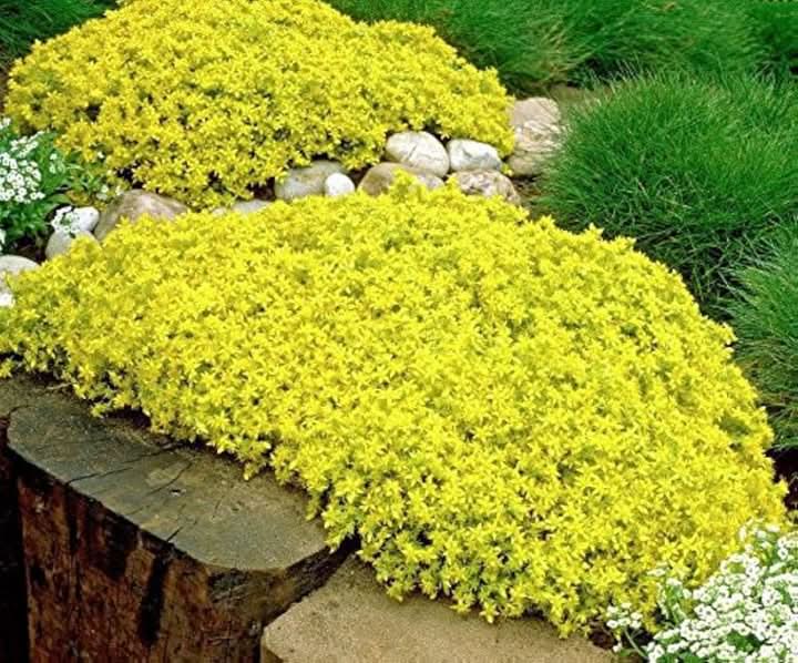 Sedum Golden Carpet Succulent Seeds – Drought-Tolerant Flower Seeds for Planting