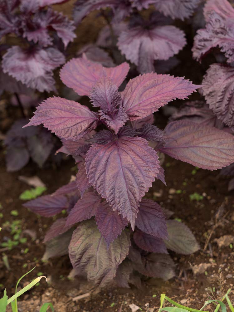Purple Perilla Mint Herbal Seeds for Planting heirloom & Non-GMO Seeds