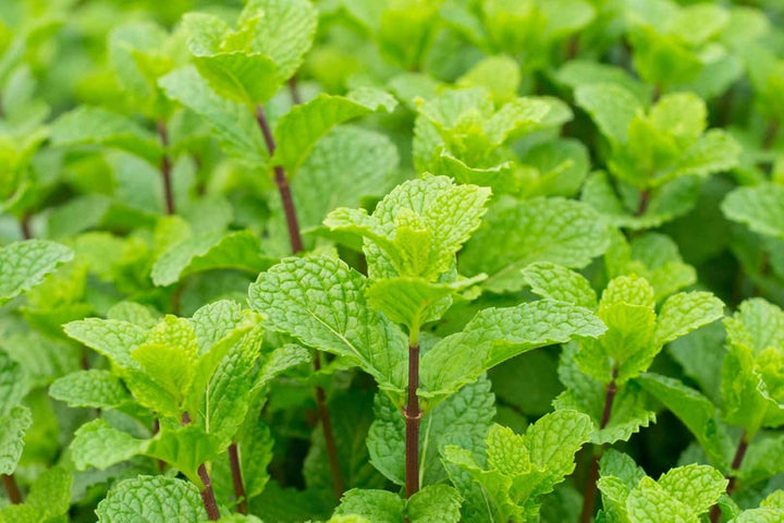 Mint Plant Seeds for Planting