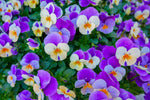 Heavenly Blue Pansy (Viola tricolor) seeds for spring garden planting