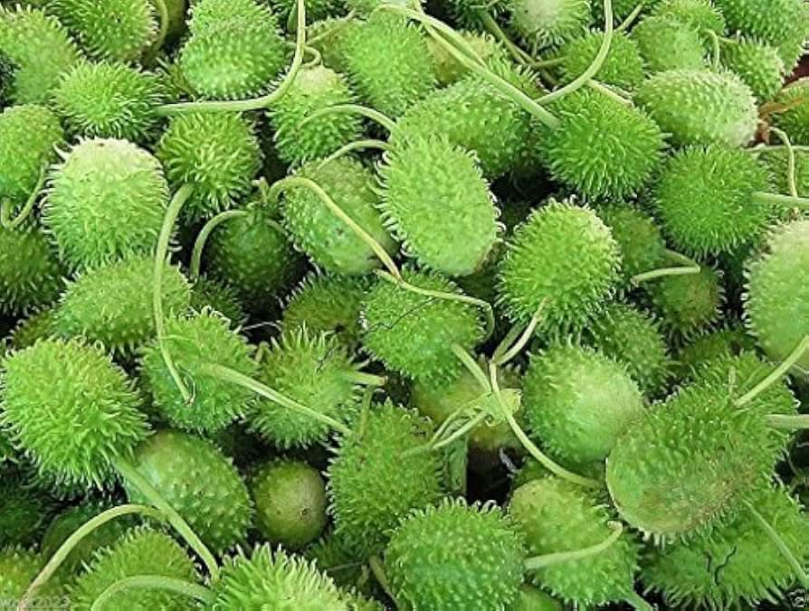Cucumis Anguria Cucumis anguria seeds for home trellis garden