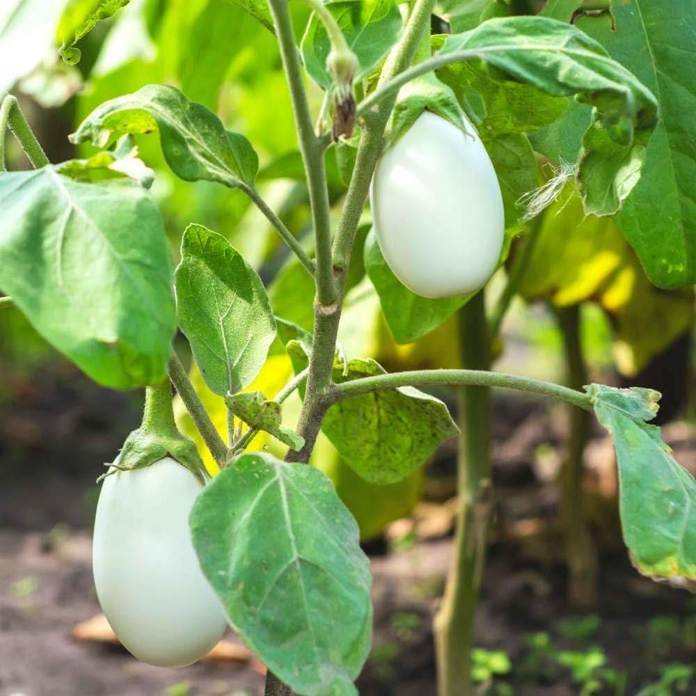 Eggplant Solanum melongena Vegetable Seeds for Planting White Variety in Kitchen Garden