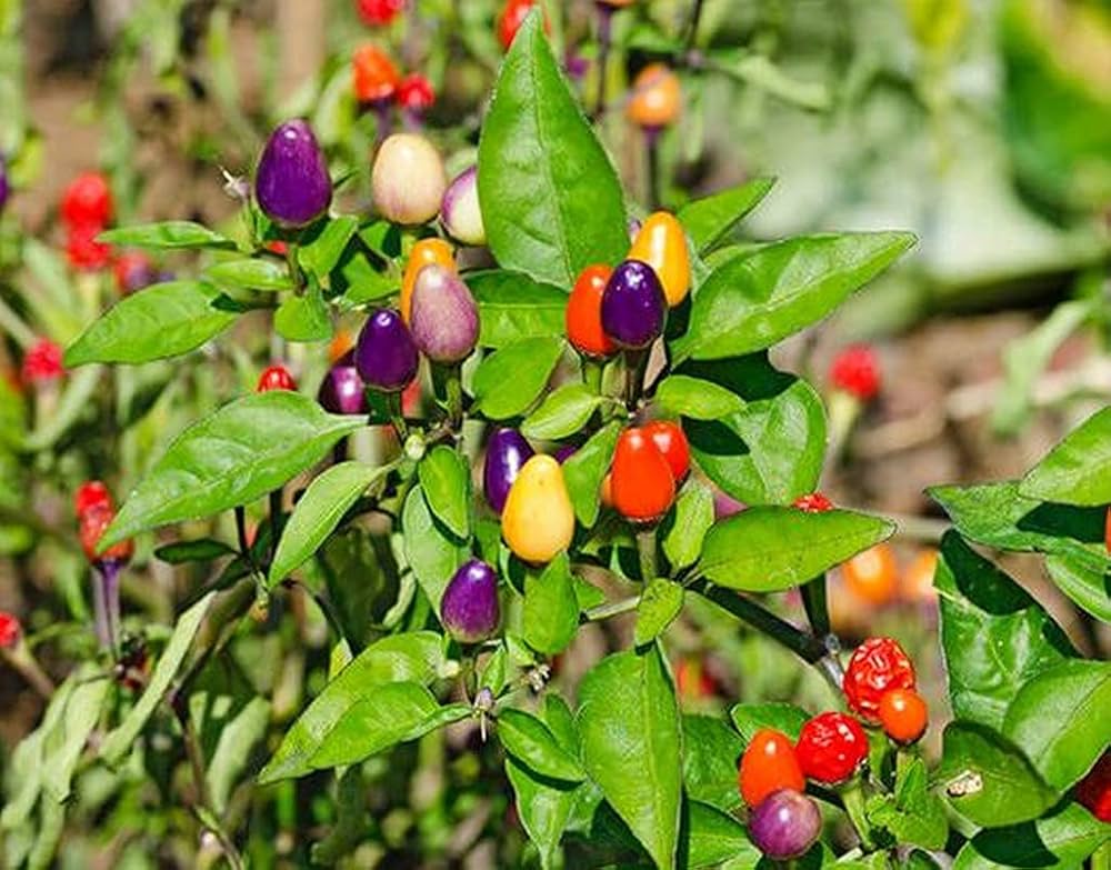 Rainbow Bell Pepper Capsicum annuum Seeds for Planting in Home Gardens