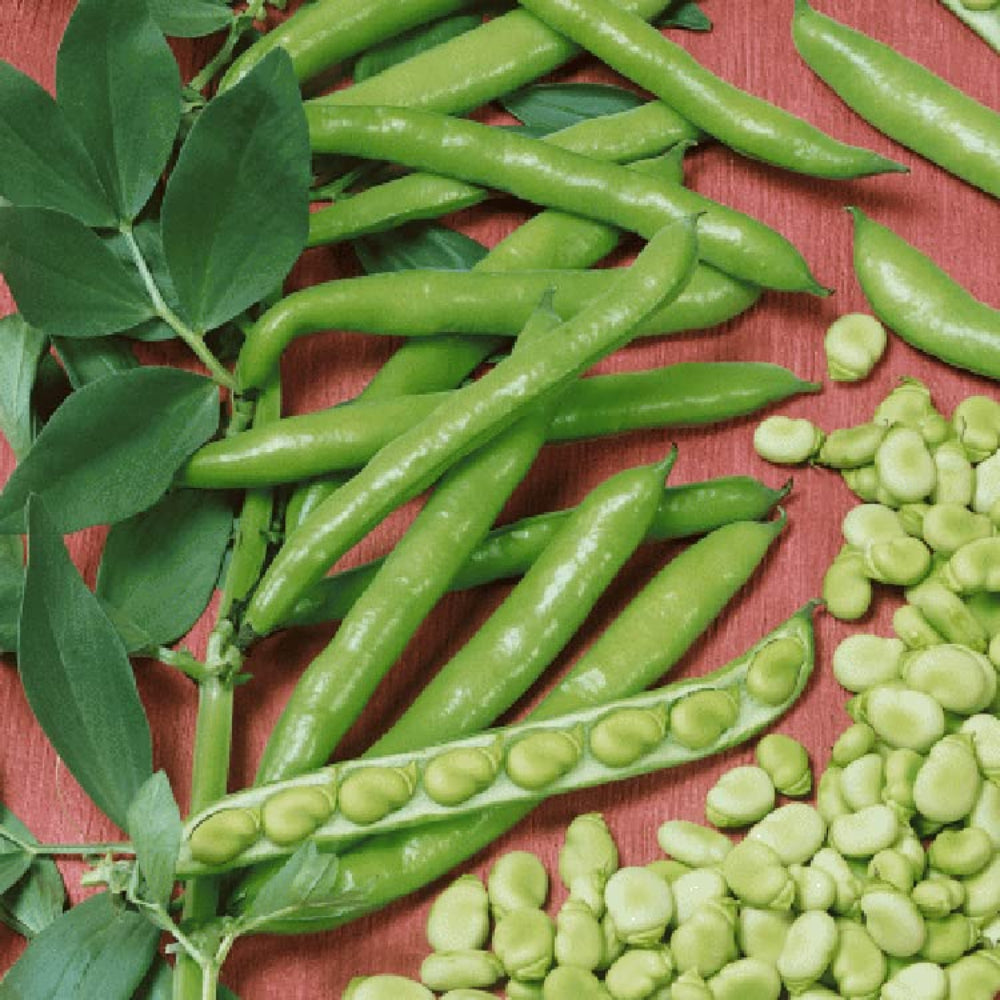 Green Leaf Vicia Faba Seeds for Planting