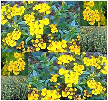 Tagetes Lucida Flower Seeds for Planting 100 -Hierloom Flower Seeds - Lucida for planting in home garden