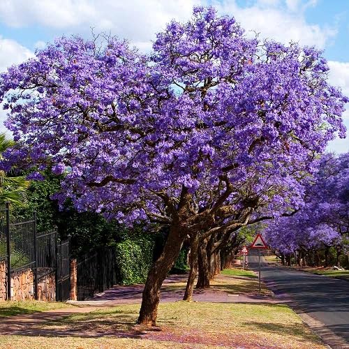 Purple Jacaranda Tree - Heirloom, Non - Gmo Seeds