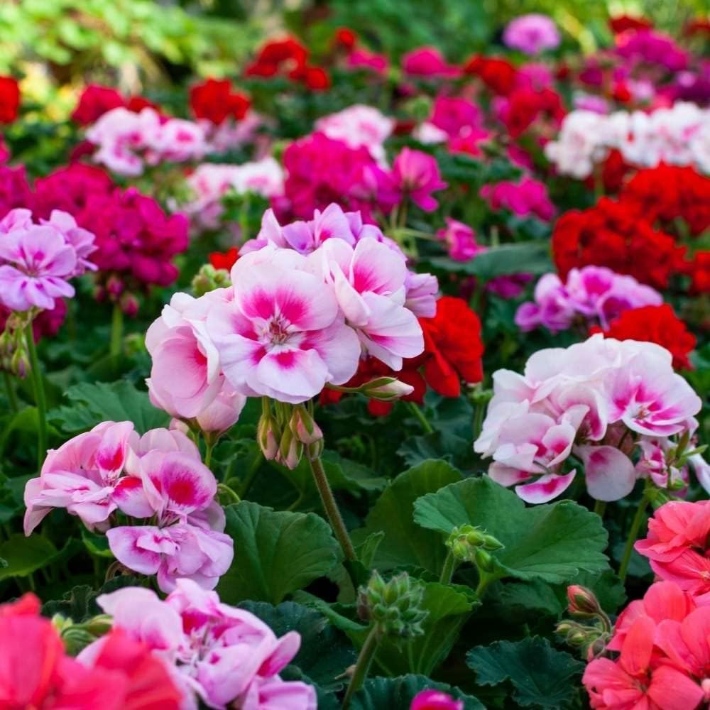 Mixed Geranium Pelargonium Heirloom Non-GMO Seeds for Planting seeds for planting in home garden