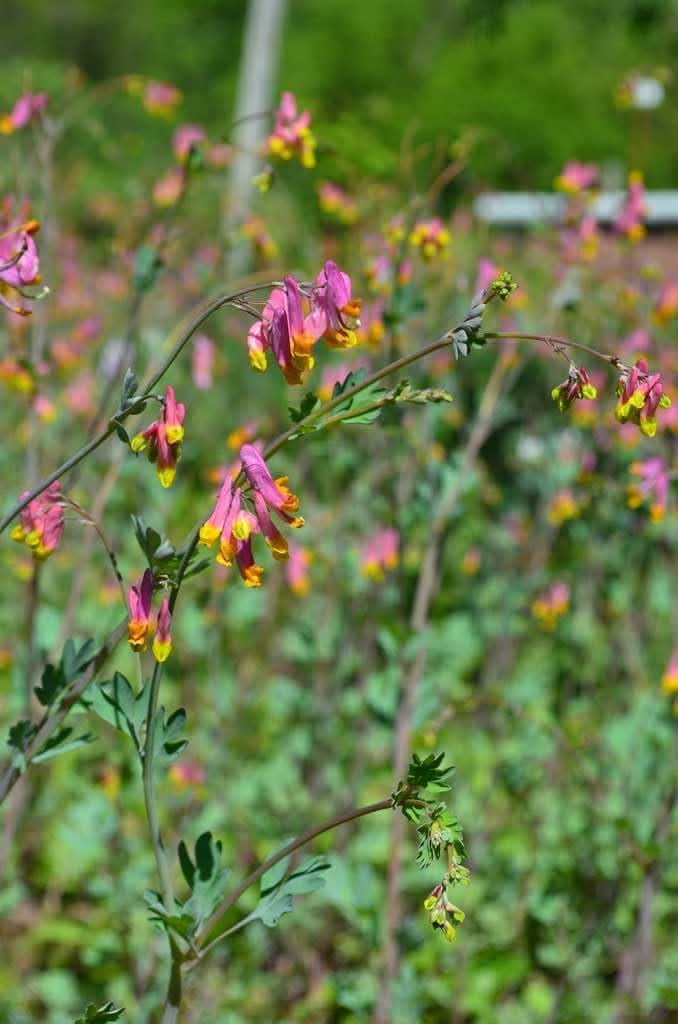 Heirloom Non-GMO Corydalis Sempervirens Flower Seeds for Planting – Hardy Fragrant Wildflower Garden Blooms - Non-GMO for planting in home garden