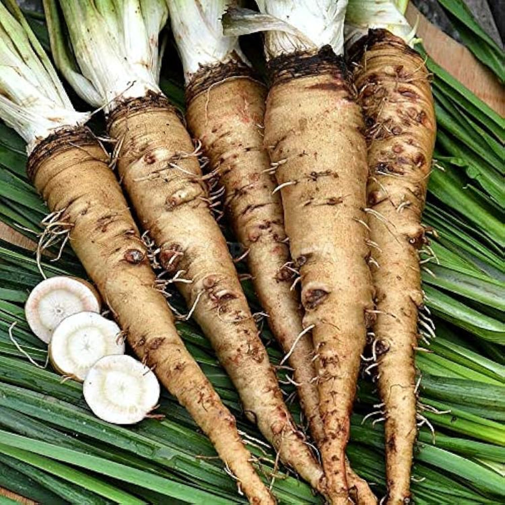 Salsify Seeds Sandwich Island Vegetable Gardening – Heirloom, Non-GMO, High Germination Organic Garden Seeds