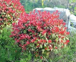 Photinia Plant Seeds for Garden Planting - NON GMO Seeds Dhara Seeds