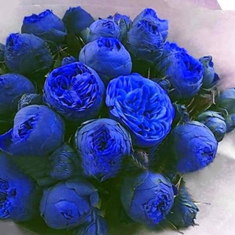 Heirloom Non-GMO Ranunculus Flower Seeds for Planting – Blue Blooms, Vibrant and Elegant for planting in your garden.