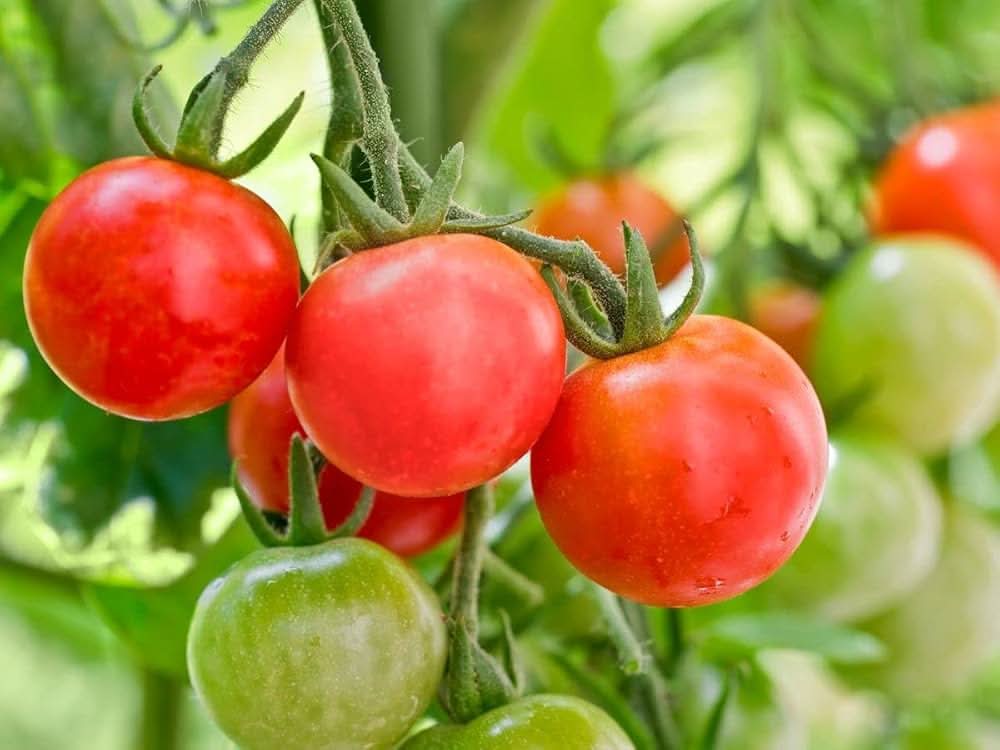 Cherry Tomato Solanum Lycopersicum vegetable seeds for planting in kitchen garden and balcony planters