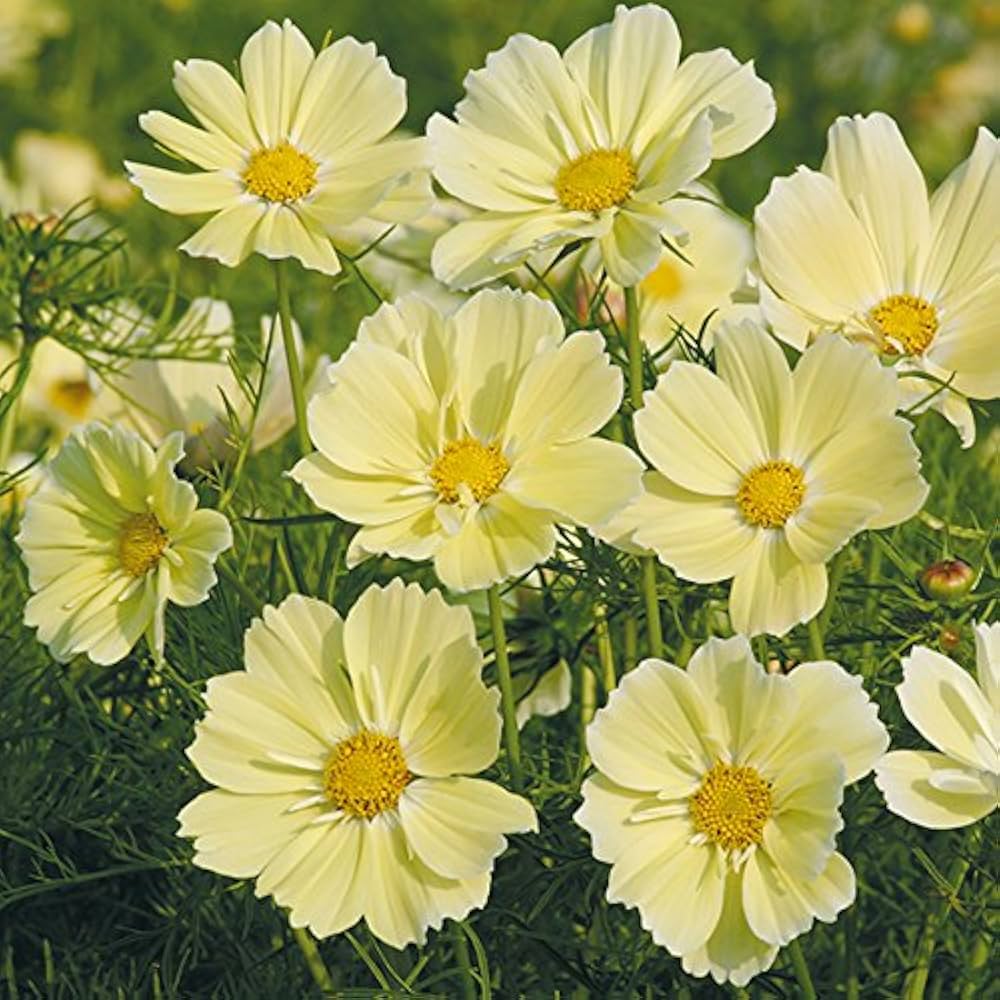 Cosmos Seeds - Xanthos