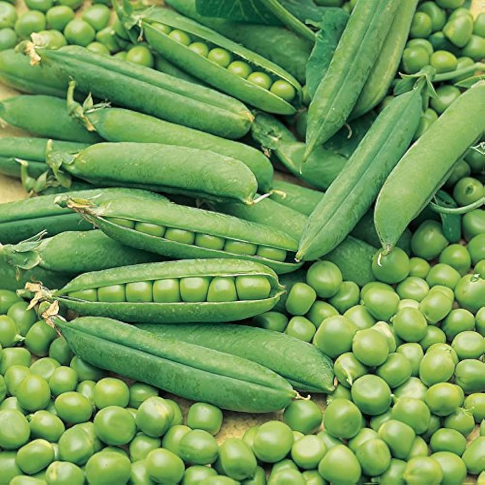 Pea Pisum sativum Kefe vegetable seeds for planting in kitchen garden or backyard vertical supports
