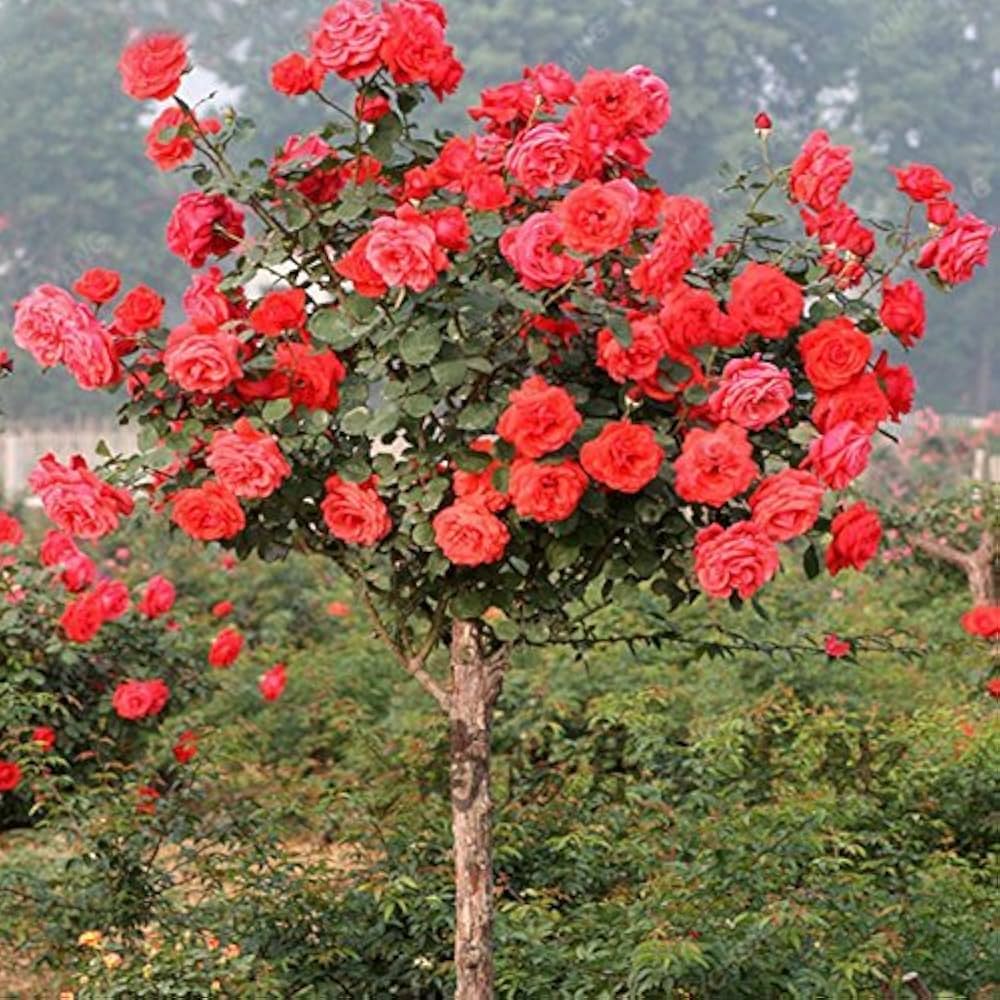 Bonsai Rose Flower Seeds – Seeds for Indoor or Outdoor Planting