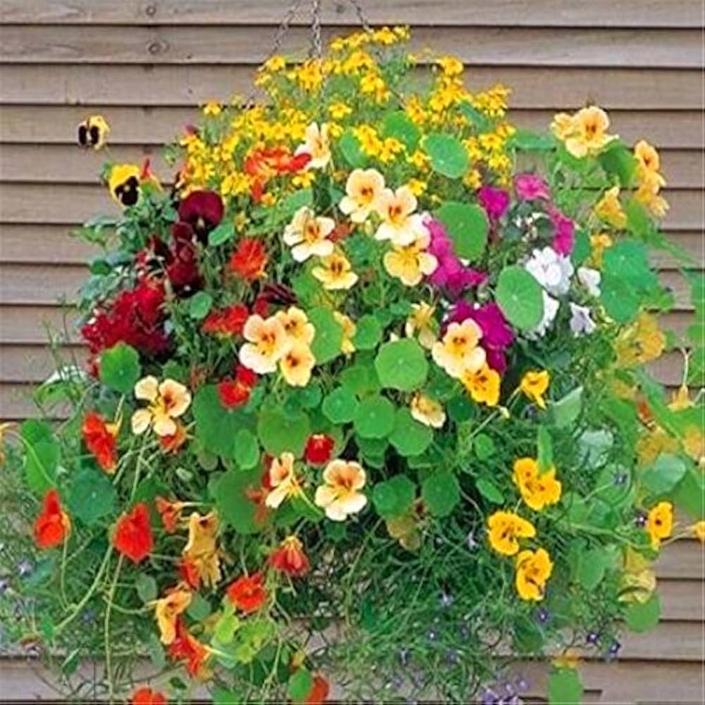 Easy to grow nasturtium flower seeds