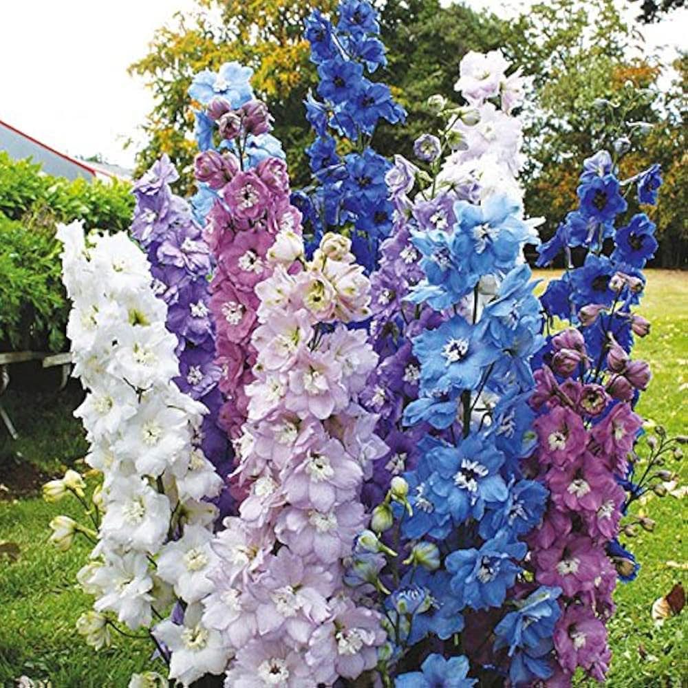 Delphinium Delphinium elatum flower seeds for planting in home garden and flower beds