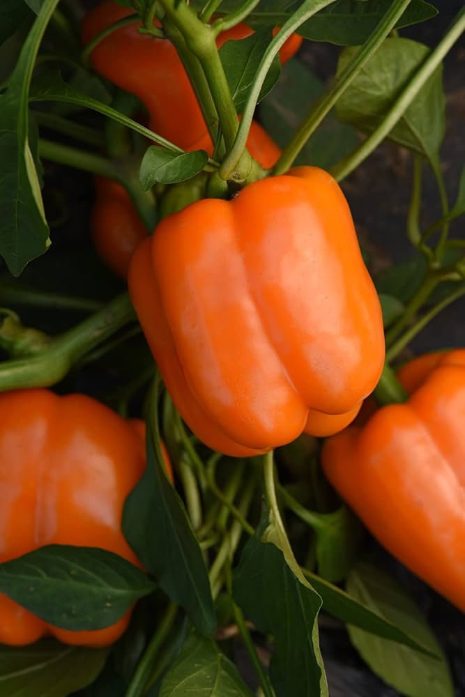 Pepper Capsicum Annuum Orange Paprika Vegetable Seeds for Planting – Sweet Variety for Culinary Use and Garden Beds