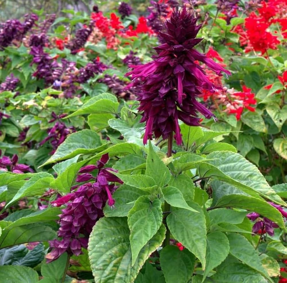 Lavender Salvia Vista Seeds for Planting Balcony Garden Flower Beds