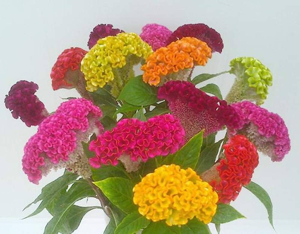 Cockscomb Celosia Seeds – Semi Misti Cristata for Garden