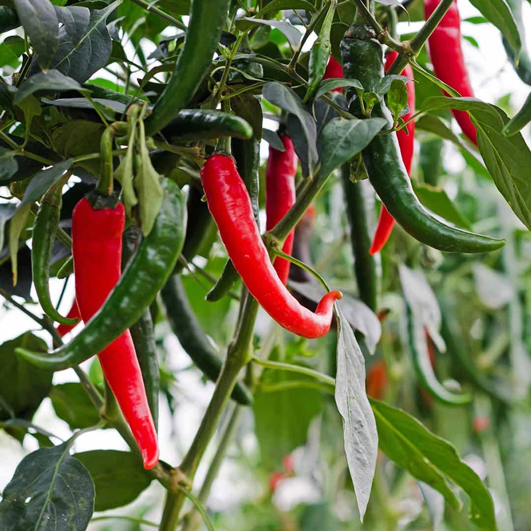 Ree Chilies and Peppers Vegetable Seeds for Planting