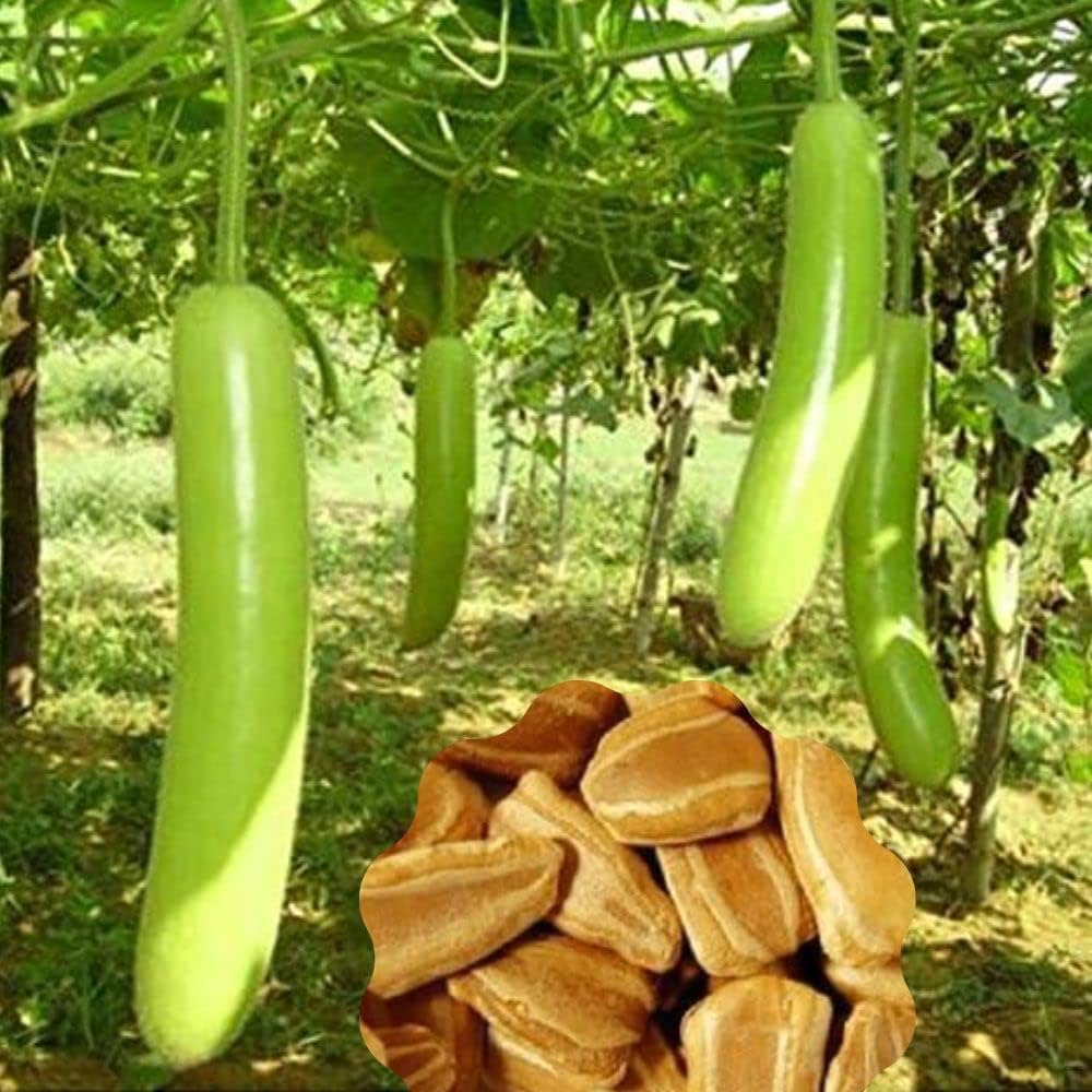 Cucuzzi Vegetable Seeds for Planting