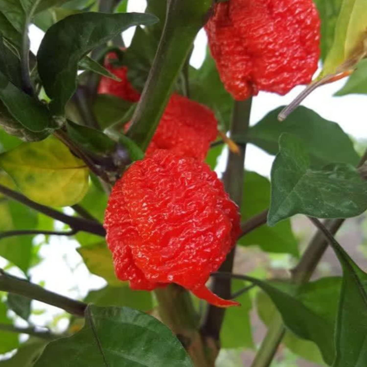 Trinidad Pepper Vegetable Seeds for Planting