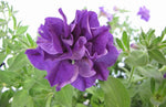 Violet (Violet scientific name) for planting in garden