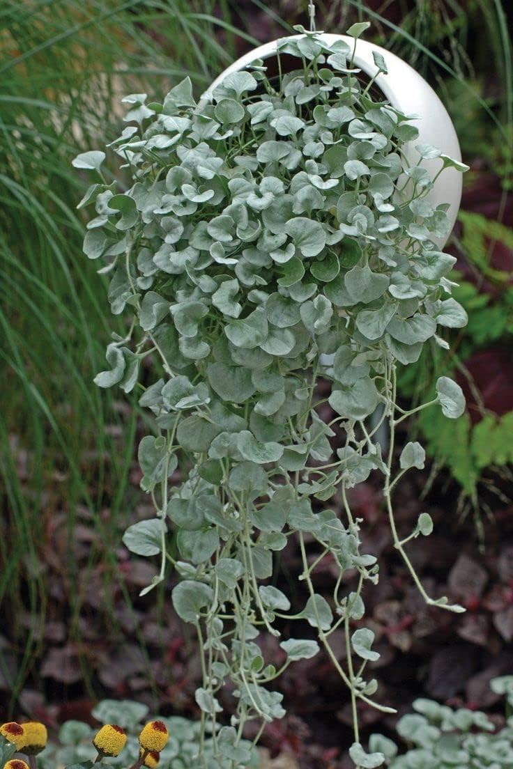 Heirloom Non-GMO Dichondra Repens Plant Seeds – Ground Cover Lawn Seeds for Garden Planting for planting in your garden.
