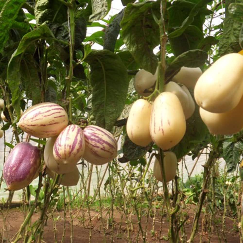 Pepino Melon Eggplant Seeds for Planting Rare Fruit Vegetable Garden