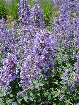 Purple Catnip Flower Heirloom Non Gmo Image