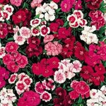 Mixed Dianthus Telstar Flower Seeds for Planting - NON GMO Seeds Dhara Seeds