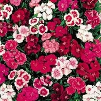 Mixed Dianthus Telstar Flower Seeds for Planting - NON GMO Seeds Dhara Seeds