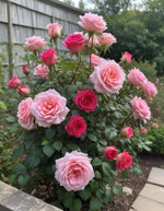 Climbing Rose Rosa spp. Seeds for planting in flower bed