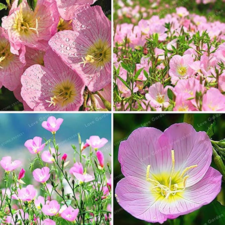 Mixed Oenothera Biennis Flower Seeds for Planting - 100