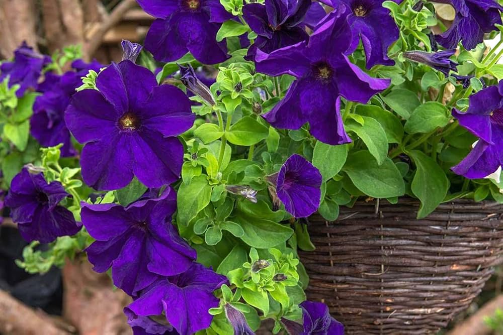PURPLE PETUNIA ALDERMAN SEEDS COUNT HANGING BASKET OR FLOWERBED – Heirloom, Non-GMO, High Germination Organic Garden Seeds