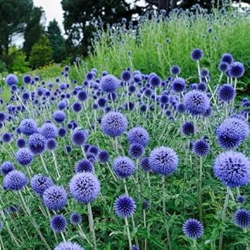 Echinops Ritro Flower Seeds for Planting, 100 pcs for planting in your garden.