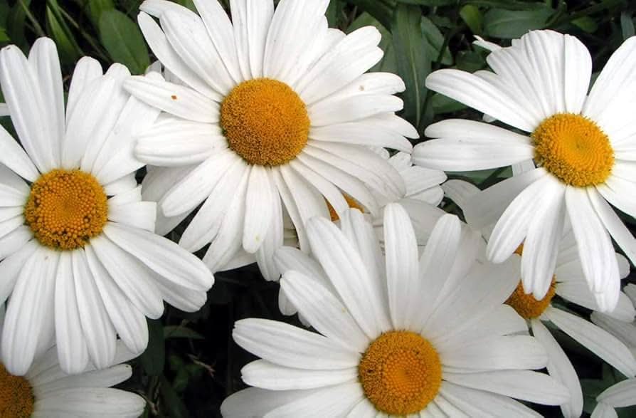 Daisy Lion Head Rare Variety Potted Flower Seeds