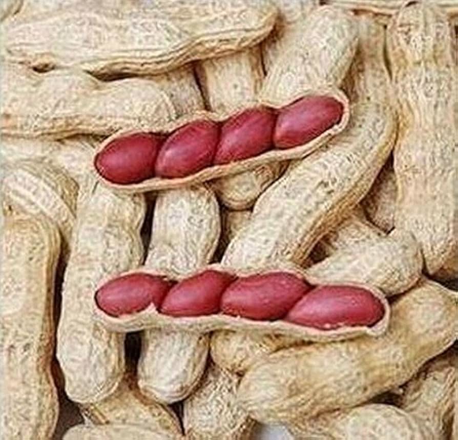 Chinese - Peanut for planting in home garden