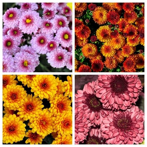 Mixed Chrysanthemum Flower