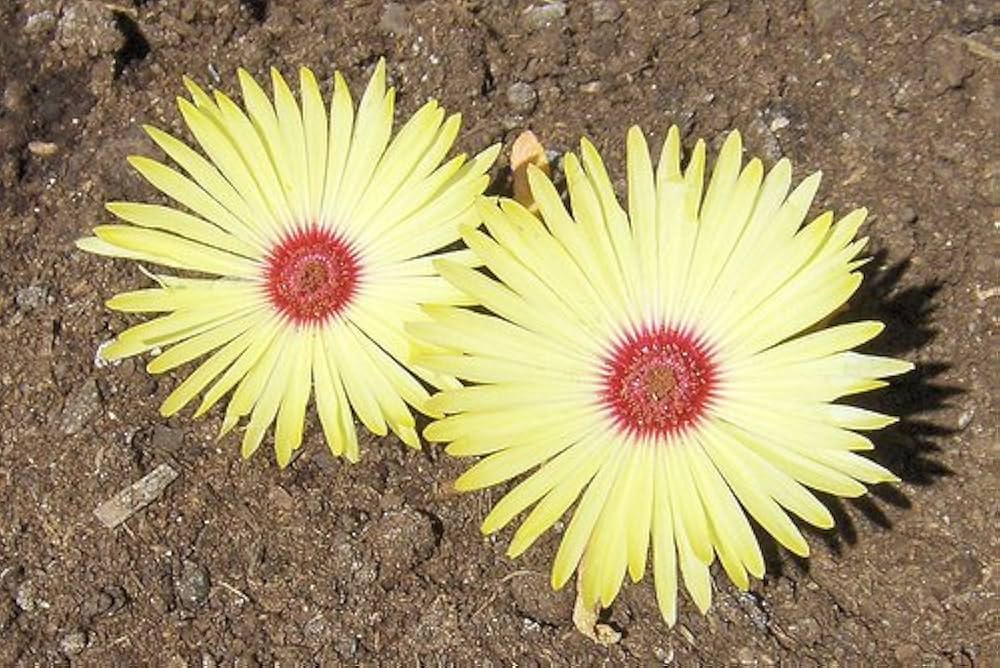 Burf yellow flower seeds (unspecified species) for planting in home garden