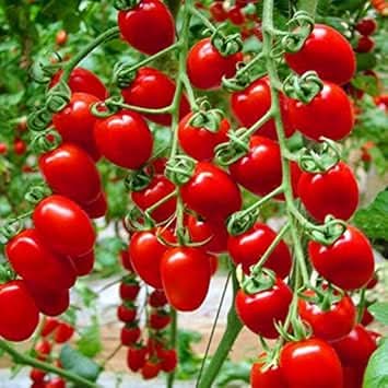 Red Molokhia Corchorus alers seeds for garden planting