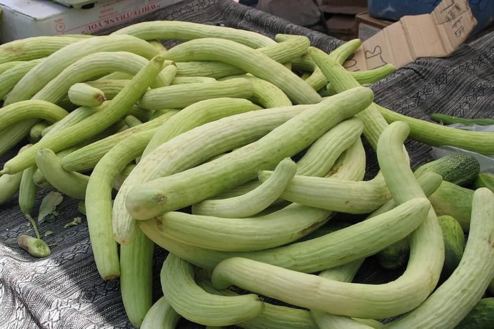 Melon Nasoloda Cucumis Melo Seeds for Planting - Perfect for Vegetable Patch & Home Garden