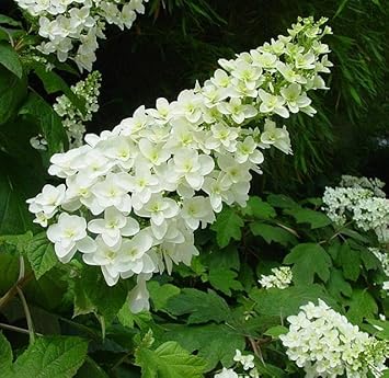 Seeds (Seeds scientific name) for planting in garden