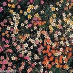 Mix Leptosiphon Flower Seeds for Planting - 100 seeds for planting in home garden